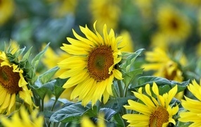 Желтые цветы подсолнуха на поле крупным планом