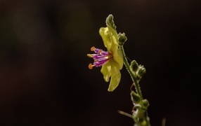 Желтый полевой цветок на черном фоне