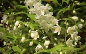 Красивый белый весенний цветок