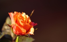 Оранжевая роза в лучах солнца