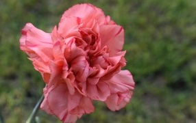 Розовая гвоздика крупным планом