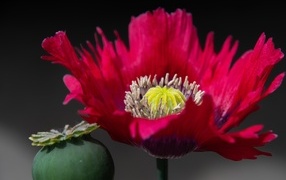 Розовый садовый декоративный мак 