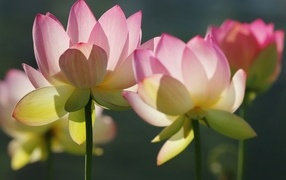 Розовые лотосы крупным планом