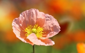 Розовый цветок мака крупным планом 