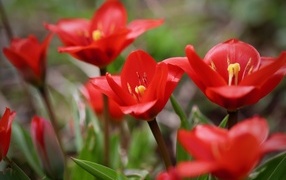Маленькие красивые красные тюльпаны
