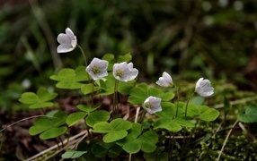 Маленькие цветы четырехлистного клевера