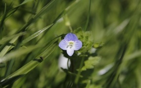Маленький фиолетовый цветок гипсофилы