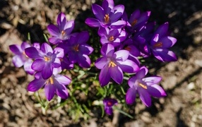 Маленькие весенние фиолетовые крокусы вид сверху