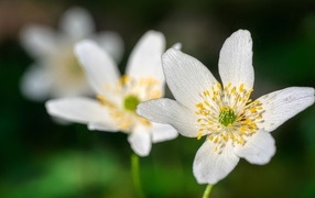 Маленькие белые цветы анемон