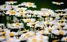 Маленькие белые ромашки крупным планом