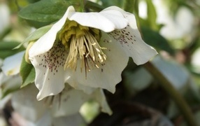 Пятнистый белый цветок морозник