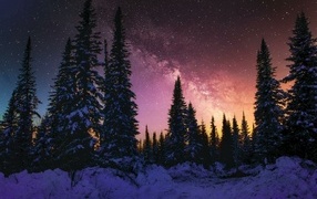 Beautiful sky over the coniferous forest at winter night