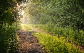 Лесная дорога в лучах летнего солнца