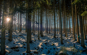 Заснеженный хвойный лес в лучах солнца