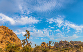 Кактусы и горы под голубым небом с белыми облаками