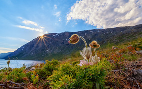 Цветы прострела у озера в горах