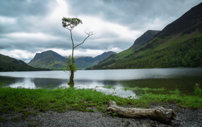 Lonely tree in a cold lake near the mountain