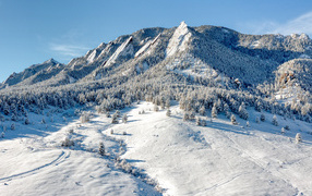 Заснеженные ели в горах в национальном парке США