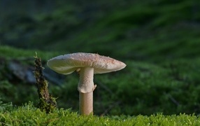 A large mushroom grows on the ground covered with green moss