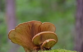 A large tree fungus grows in the forest