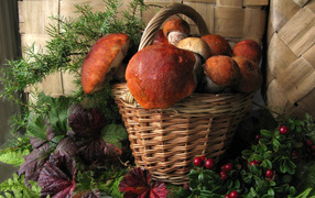 Basket of large porcini mushrooms