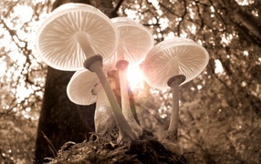 Красивые прозрачные грибы в лучах солнца в лесу