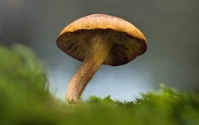 Big mushroom grows on green moss
