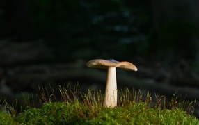 Forest mushroom growing on green moss-covered ground