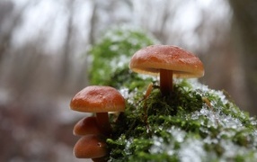 Лесные грибы на покрытом мхом дереве