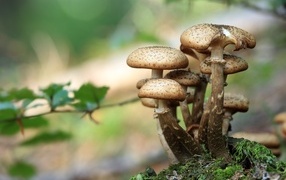 Fresh mushrooms grow in the forest