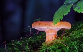Large milk mushroom in the thicket of moss