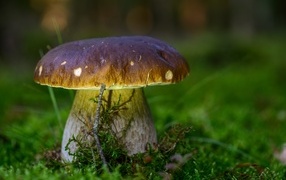 Large porcini mushroom on green moss in the forest