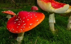 Large red fly agaric on the ground covered with green moss