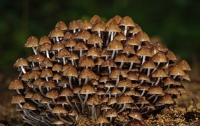 Many small mushrooms close up