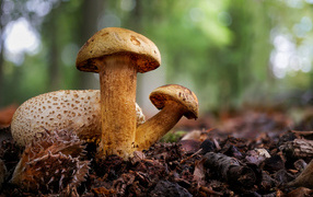 Гриб Моховик паразитный крупным планом