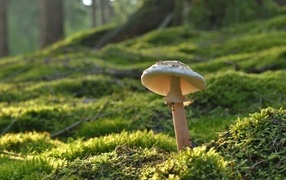 Mushroom growing on moss-covered ground in the forest