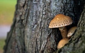 Mushrooms grow inside a tree