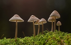 Mushrooms grow on moss-covered ground