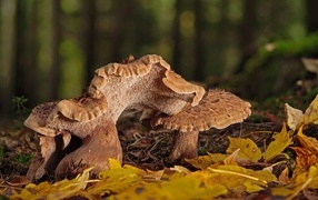 Грибы в опавших листьях в лесу осенью 