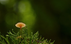 Маленький гриб поганка в зеленом мху