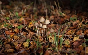 Small toadstool mushrooms on leafy ground