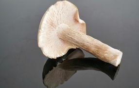The mushroom lies on a gray mirror surface