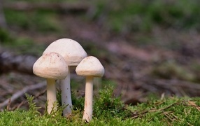 Три гриба белого цвета в зеленом мху