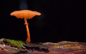 Toadstool mushroom grows on a dry tree