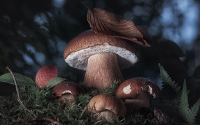 Белые грибы в лесу крупным планом