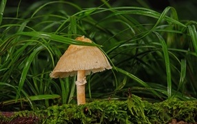 Wild forest mushroom in the grass