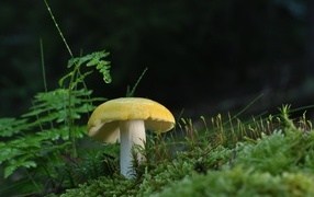 Yellow mushroom growing on green moss covered ground