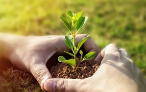 Зеленый росток пробивается из земли