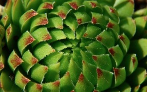Beautiful green artichoke close up