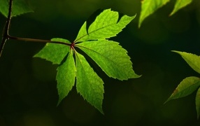 Красивый зеленый лист декоративного винограда
